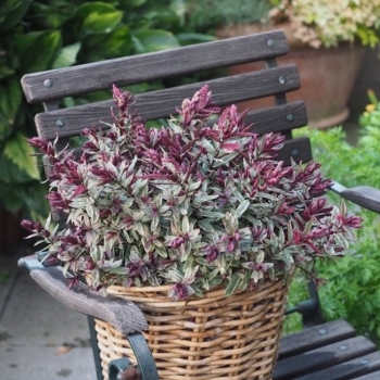 Hebe - iBE  - Velvet Dream - 