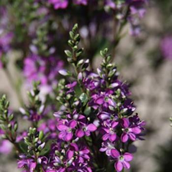Hebe - hybride - Garden Beauty Purple - Nold