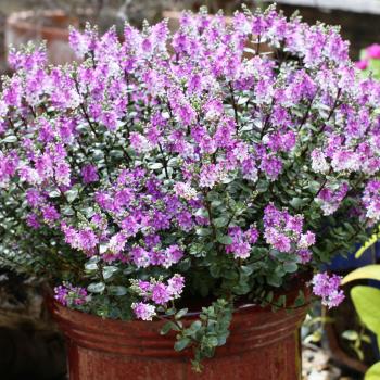 Hebe - hybride - Garden Beauty Purple - Nold