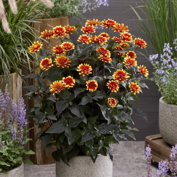 Heliopsis - hybride - Bonfire Sunset - RJHE251