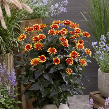 Heliopsis - hybride - Bonfire Sunset - RJHE251