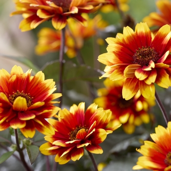 Heliopsis - hybride - Bonfire Sunset - RJHE251