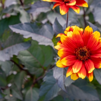 Heliopsis  - hybride - Bonfire Sunset - RJHE251