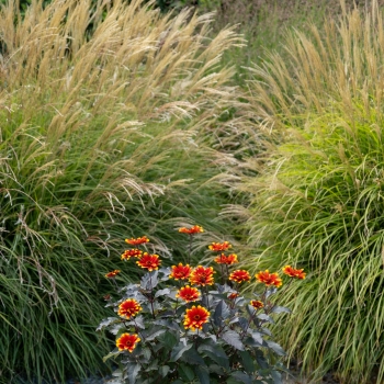 Heliopsis  - hybride - Bonfire Sunset - RJHE251