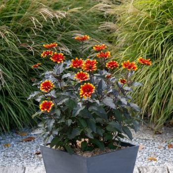 Heliopsis  - hybride - Bonfire Sunset - RJHE251