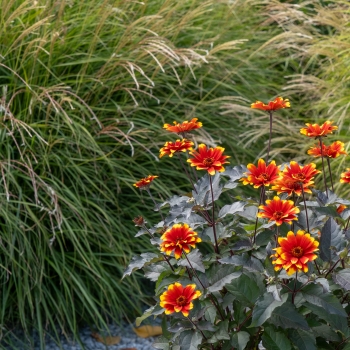 Heliopsis  - hybride - Bonfire Sunset - RJHE251