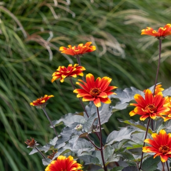 Heliopsis  - hybride - Bonfire Sunset - RJHE251