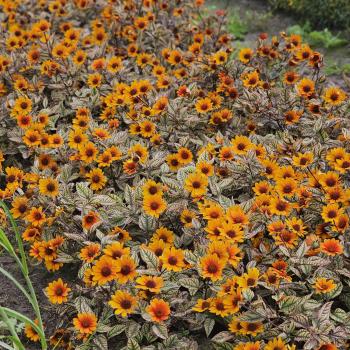 Heliopsis - hybride - Orange Marble - VENSGC