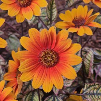 Heliopsis - hybride - Orange Marble - VENSGC