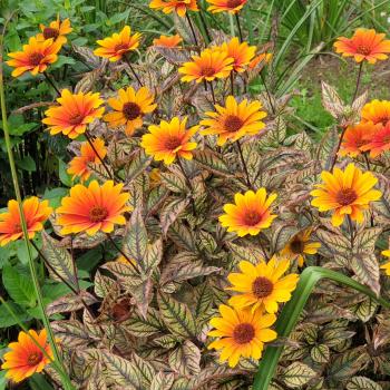 Heliopsis - hybride - Orange Marble - VENSGC