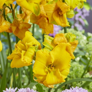 Hemerocallis - hybride - See You Tomorrow - Huhe01