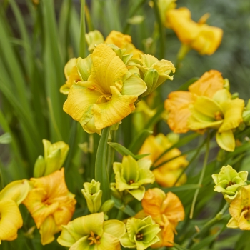Hemerocallis - hybride - See You Tomorrow - Huhe01