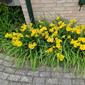 Hemerocallis - hybride - See You Tomorrow - Huhe01