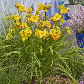 Hemerocallis - hybride - See You Tomorrow - Huhe01