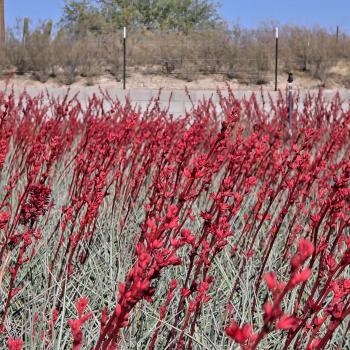 Hesperaloe - hybride - Stoplight - COV