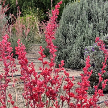 Hesperaloe - hybride - Stoplight - COV