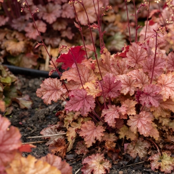 Heuchera - hybride - Amaretto - JMB 15/25