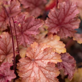 Heuchera - hybride - Amaretto - JMB 15/25