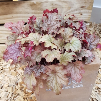 Heuchera - hybride - Amaretto - JMB 15/25