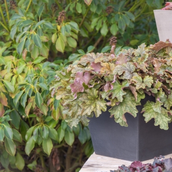 Heuchera - hybride - Americano - JMB 14/11