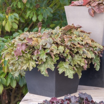 Heuchera - hybride - Americano - JMB 14/11