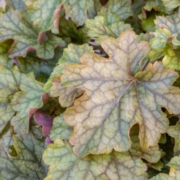 Heuchera - hybride - Americano - JMB 14/11