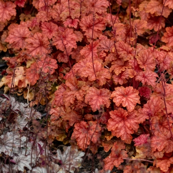 Heuchera - hybride - Arabica - JMB 15/28