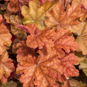 Heuchera - hybride - Arabica - JMB 15/28