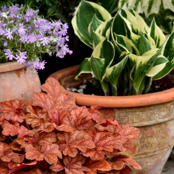 Heuchera - hybride - Arabica - JMB 15/28