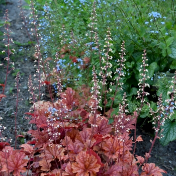 Heuchera - hybride - Arabica - JMB 15/28