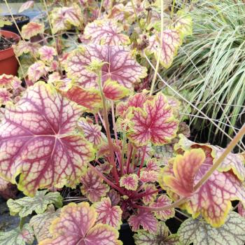 Heuchera - hybride - Bali - COV