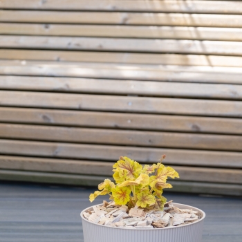 Heuchera - hybride - Bali - COV