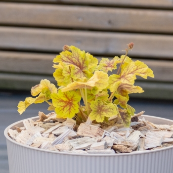 Heuchera - hybride - Bali - COV