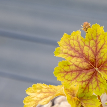 Heuchera - hybride - Bali - COV