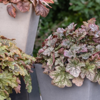 Heuchera - hybride - Corretto - JMB 14/13