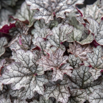 Heuchera - hybride - Corretto - JMB 14/13