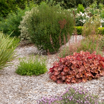 Heuchera - hybride - Eternal Fire - FJF1603