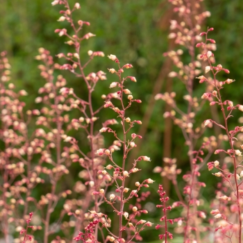 Heuchera - hybride - Eternal Fire - FJF1603