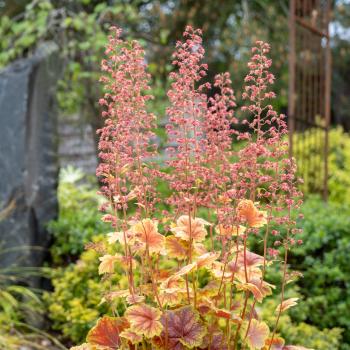 Heuchera - hybride - Eternal Flame - FJF1811
