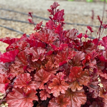 Heuchera - hybride - Eternal Fire - FJF1603