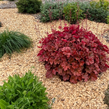 Heuchera - hybride - Eternal Fire - FJF1603