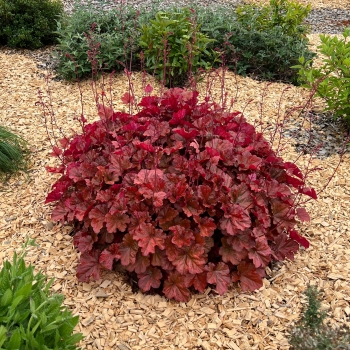 Heuchera - hybride - Eternal Fire - FJF1603