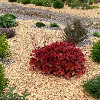 Heuchera - hybride - Eternal Fire - FJF1603