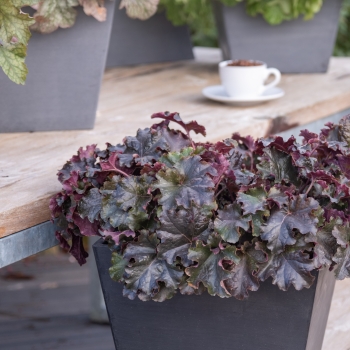 Heuchera - hybride - Expresso - JMB 14/15