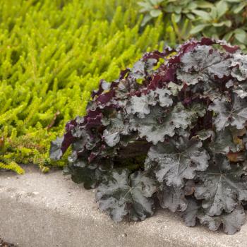 Heuchera - hybride - Expresso - JMB 14/15