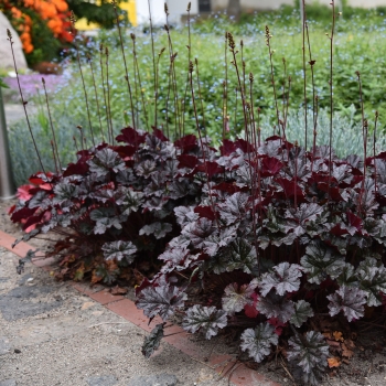 Heuchera - hybride - Expresso - JMB 14/15