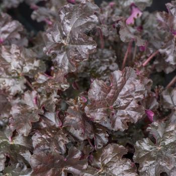 Heuchera - hybride - Expresso - JMB 14/15