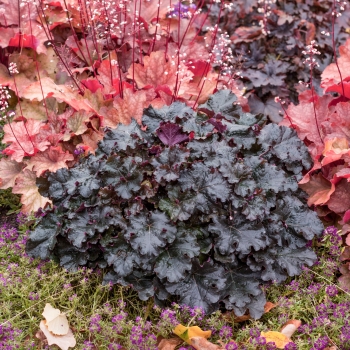Heuchera - hybride - Expresso - JMB 14/15