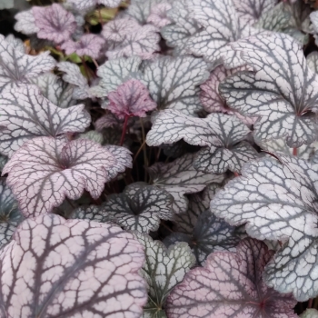 Heuchera - hybride - Java - COV