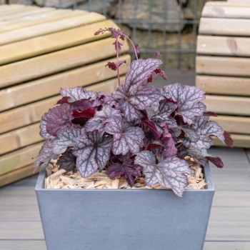 Heuchera - hybride - Java - COV